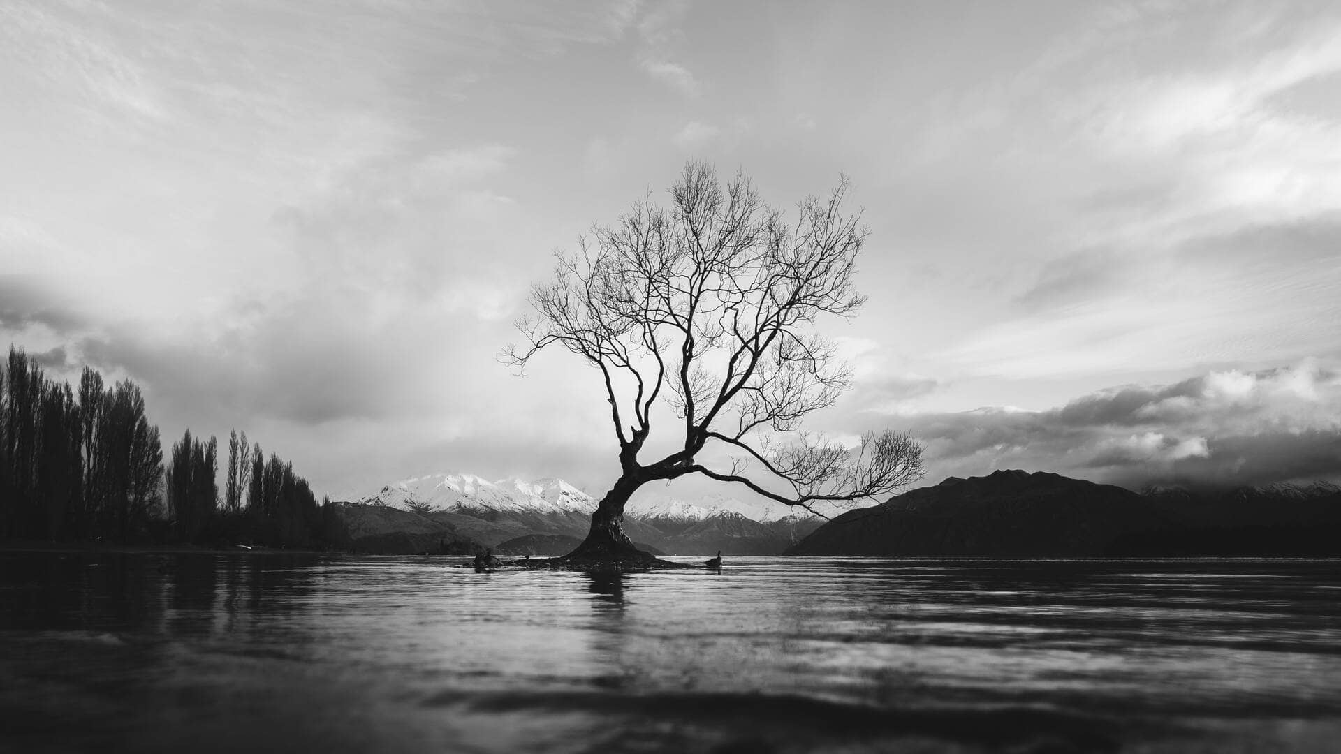 black and white photo of the wanaka tree