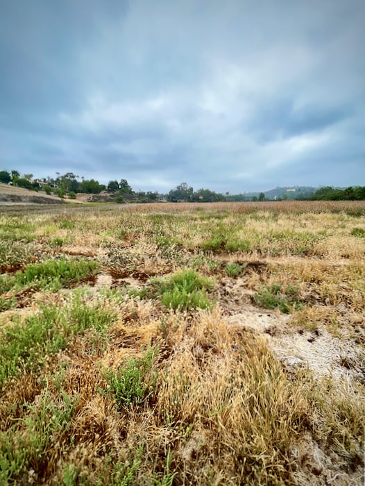 Meadow at San Elijo Lagoon Ecological Reserve