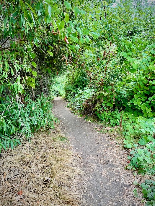 Thickets of Desert Wild Grape along La Orilla Trail at San Elijo Lagoon Ecological Reserve