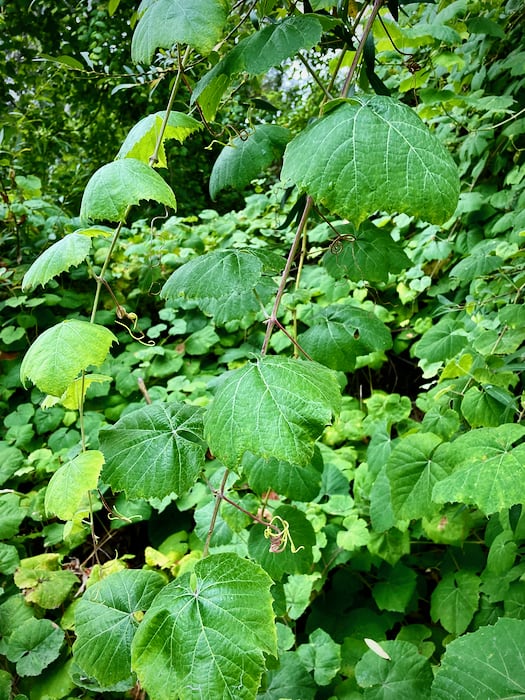 Thickets of Desert Grape along La Orilla Trail at San Elijo Lagoon Ecological Reserve