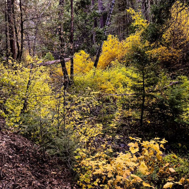 Palomar Mountain State Park