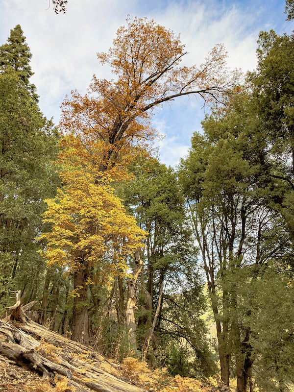 Palomar Mountain State Park