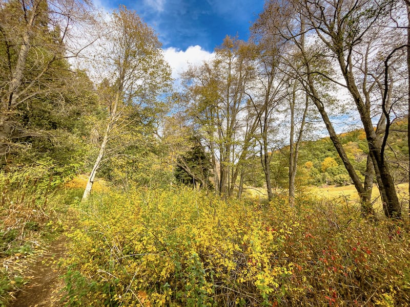 Palomar Mountain State Park