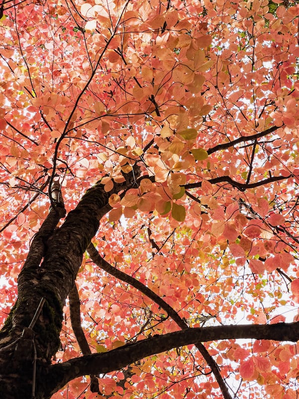 Palomar Mountain State Park