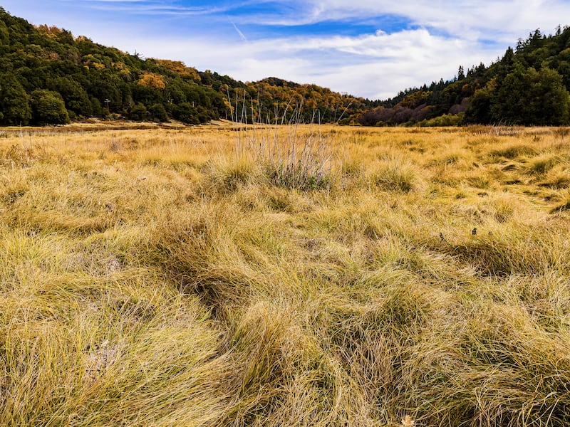 Palomar Mountain State Park