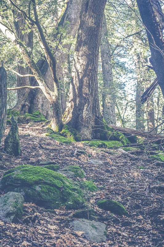 Palomar Mountain State Park, December 2015