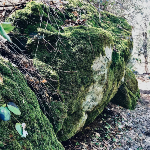 Moss-covered boulder