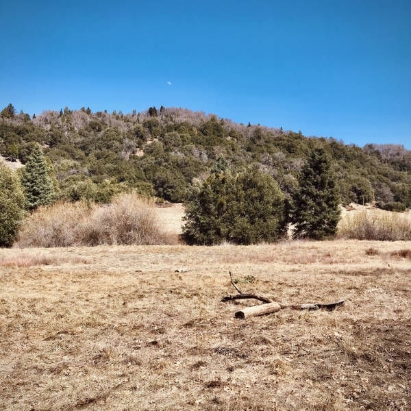 Moon visible above the tree line