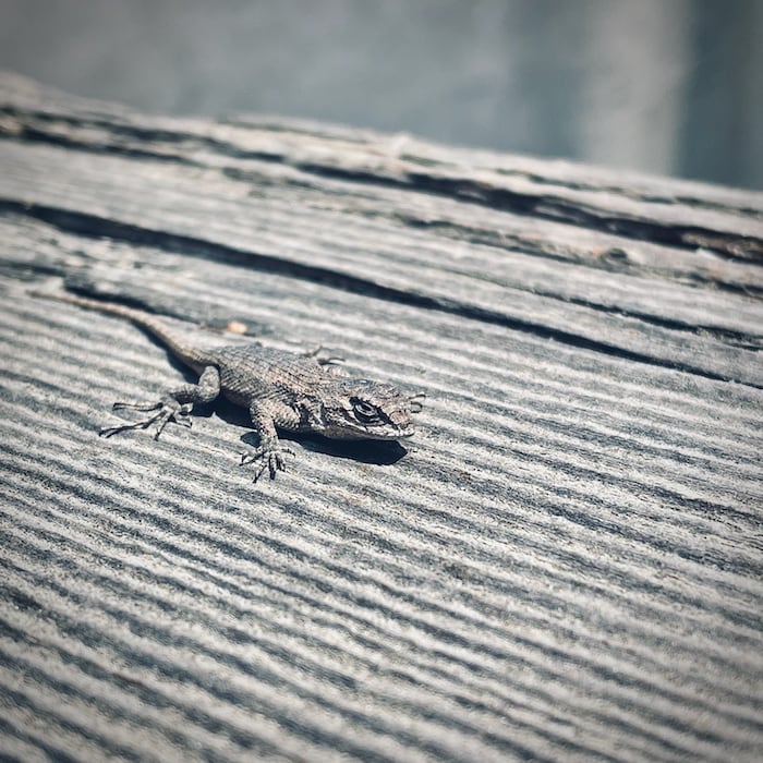 Lizard in Escondido, CA, August 2021