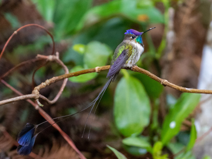 Photo of a marvelous spatuletail hummingbird by @thibaudaronson